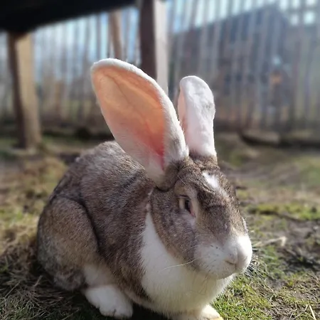 Apartman Auszeit Am Vulkan - Mit Fasssauna Laubach