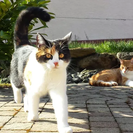 Apartman Auszeit Am Vulkan - Mit Fasssauna *