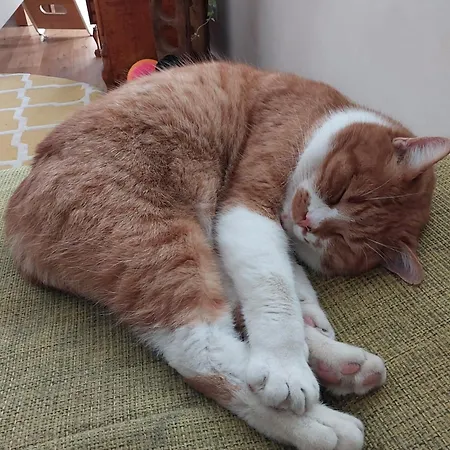 Auszeit Am Vulkan - Mit Fasssauna Apartman *